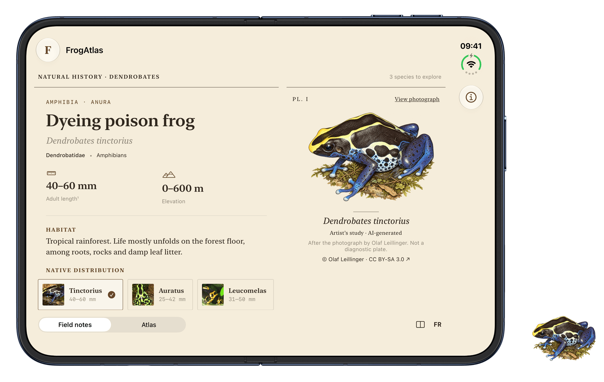FrogAtlas unfolded: the Dendrobates tinctorius account and its illustrated plate occupy separate regions.