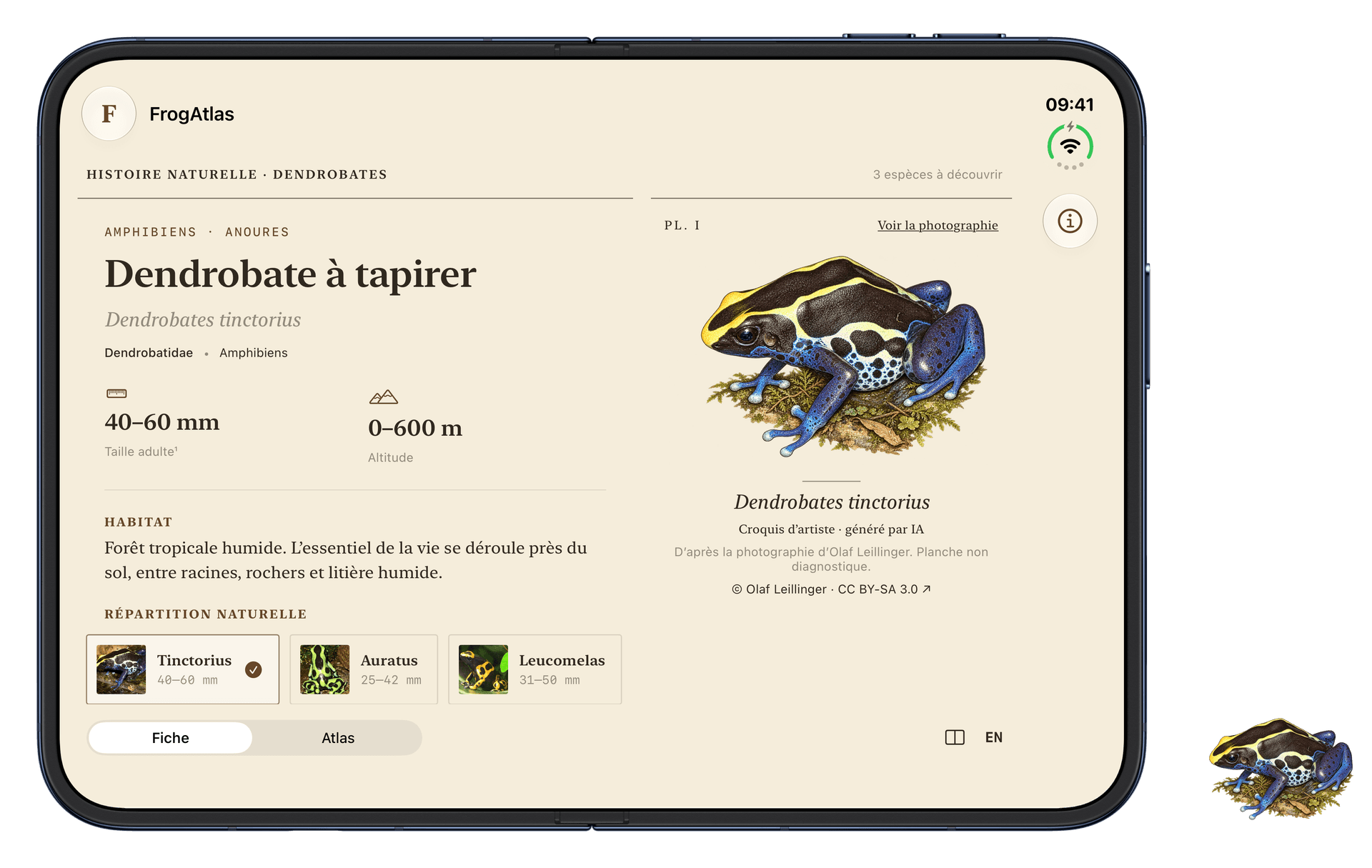 FrogAtlas déplié : la fiche de Dendrobates tinctorius et sa planche illustrée occupent deux régions distinctes.